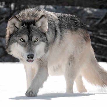 skywolfie's avatar